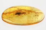 Detailed Fossil Parasitoid Wasp (Pteromalidae) In Baltic Amber #367443-1